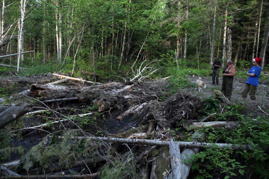 Лесозаготовители завалили отходами нерестовую речку в заповеднике Баджальский