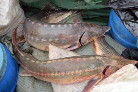 Сотрудники транспортной полиции выявили факт незаконной добычи рыб осетровых видов