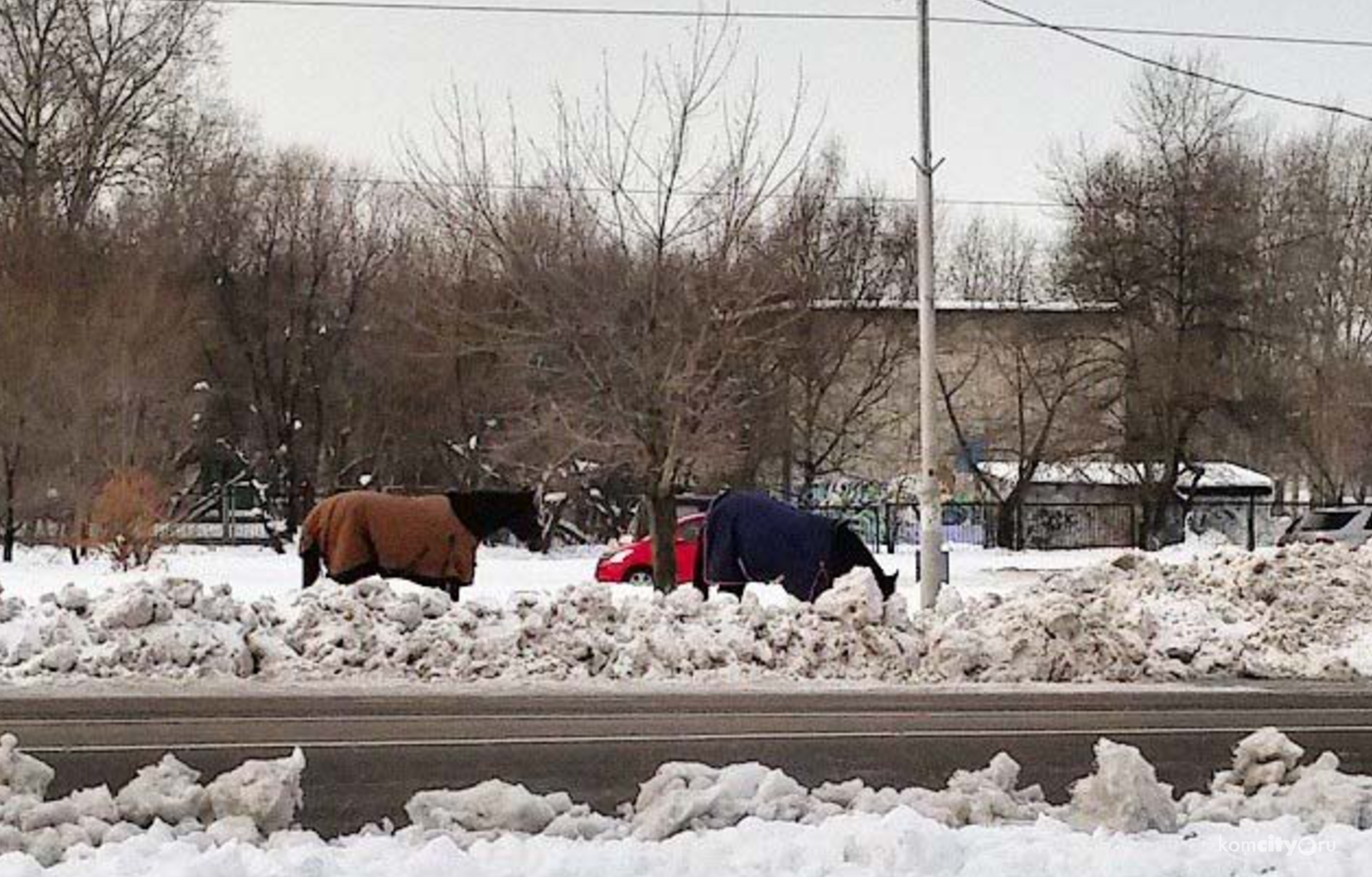 Потерявшихся лошадей искали вчера в Комсомольске-на-Амуре