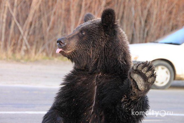 Жителей Амурска предупредили о гуляющем по улицам медведе