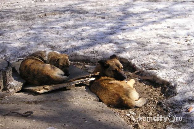 Хабаровский краевой суд отменил поправку об «эвтаназии» безнадзорных животных