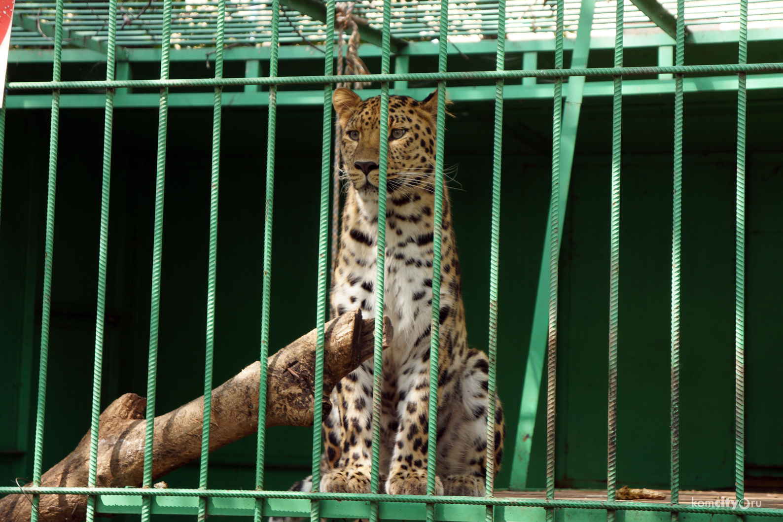 Самка леопарда Веста переехала на новое место жительства