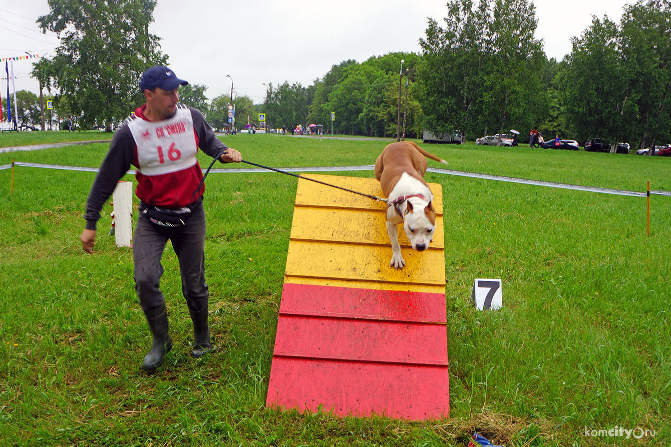 Хозяева собак, участвовавших в соревнованиях, могли почувствовать себя Джеймсом Бондом