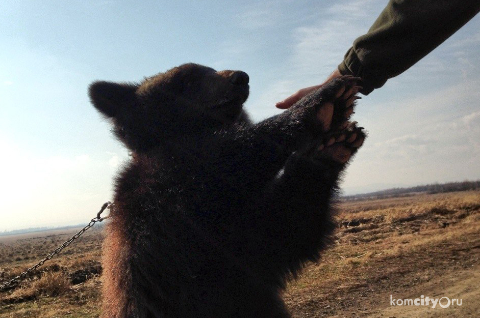 Фермер из Хурбы и его ручной медведь стали героями передачи «Поедем Поедим» на НТВ