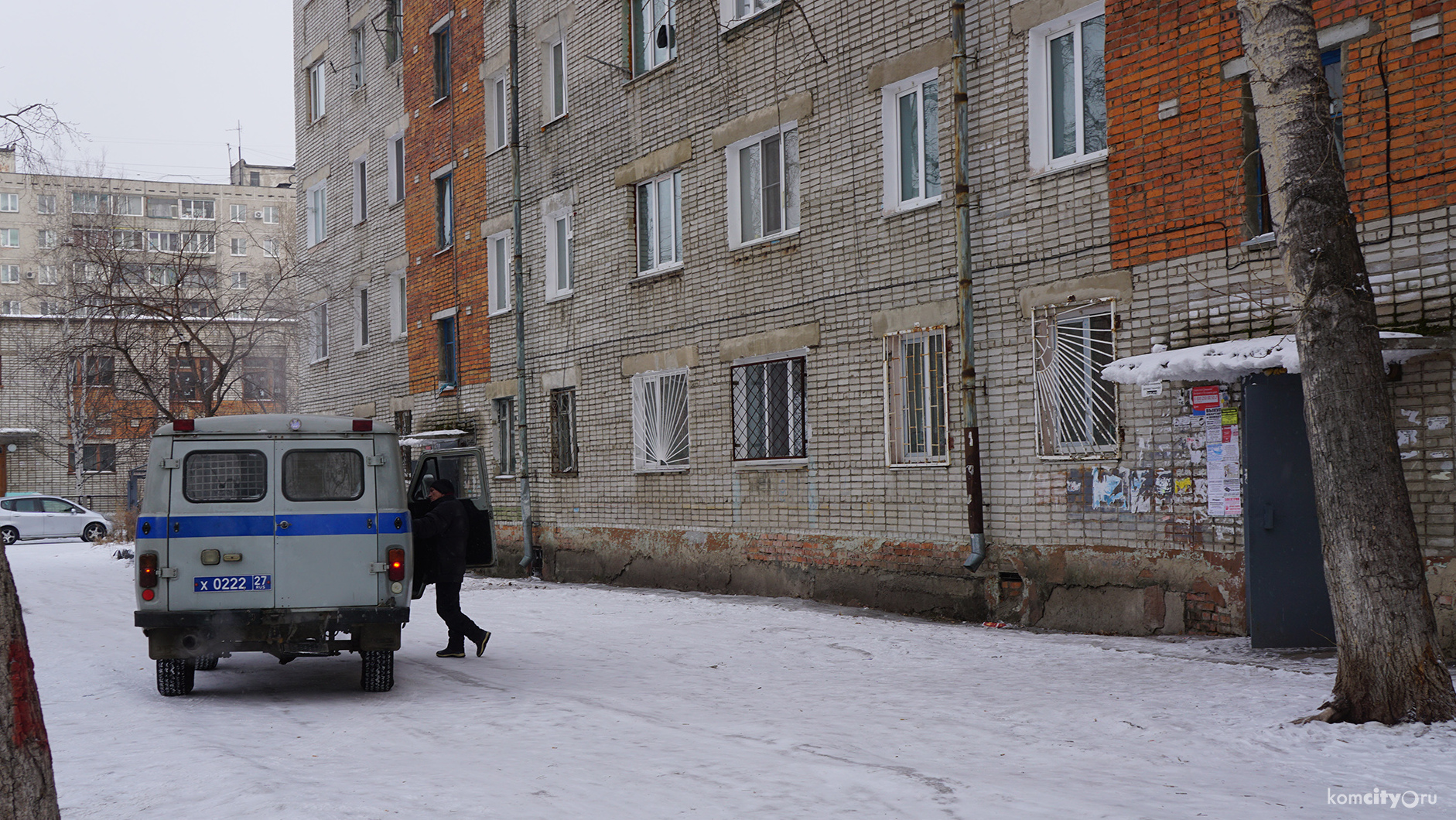 Бойцовские псы порвали на улице Калинина двух прохожих, в том числе беременную женщину