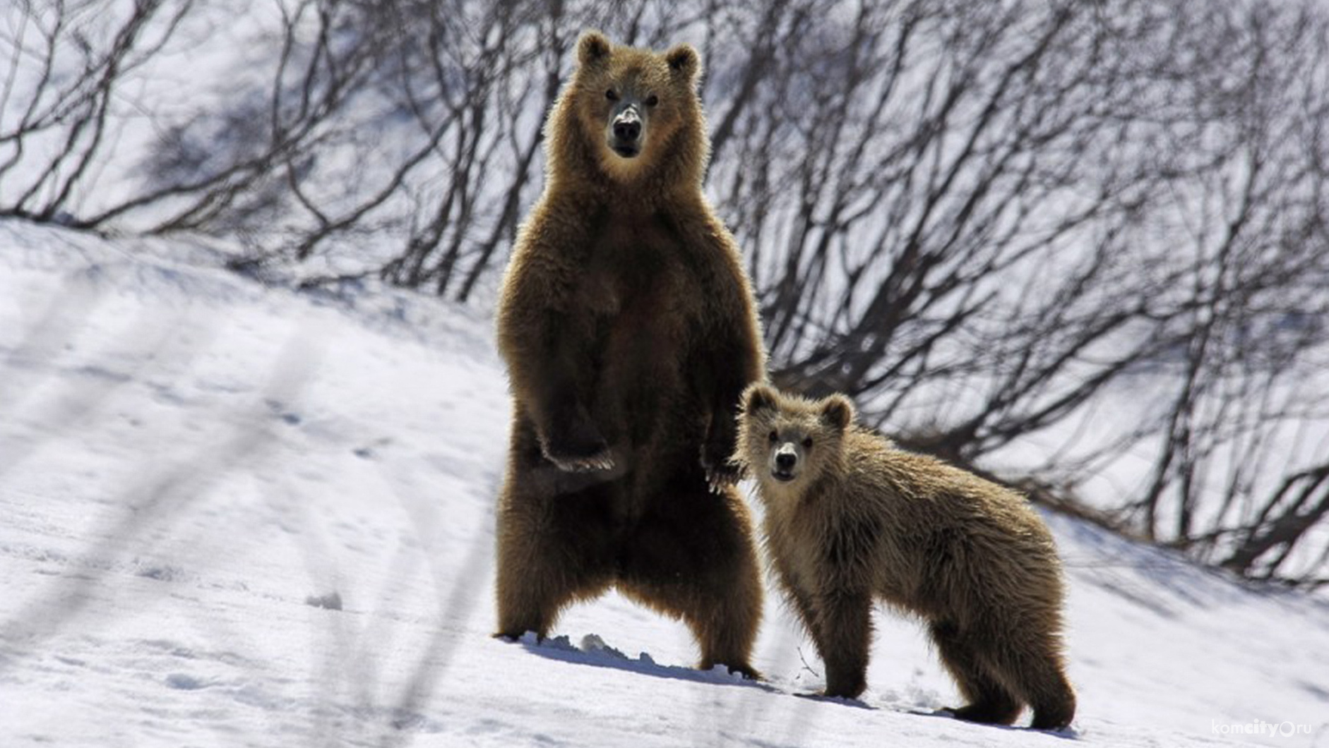 Проснулись: В окрестностях Пивани замечены медведи