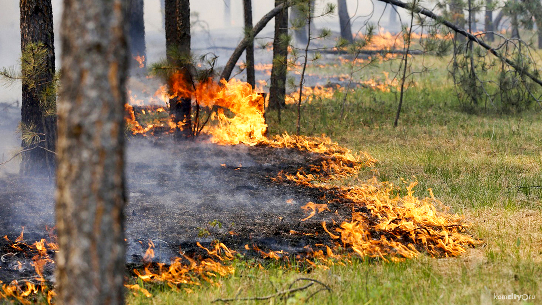 Сезон лесных пожаров начался в Хабаровском крае