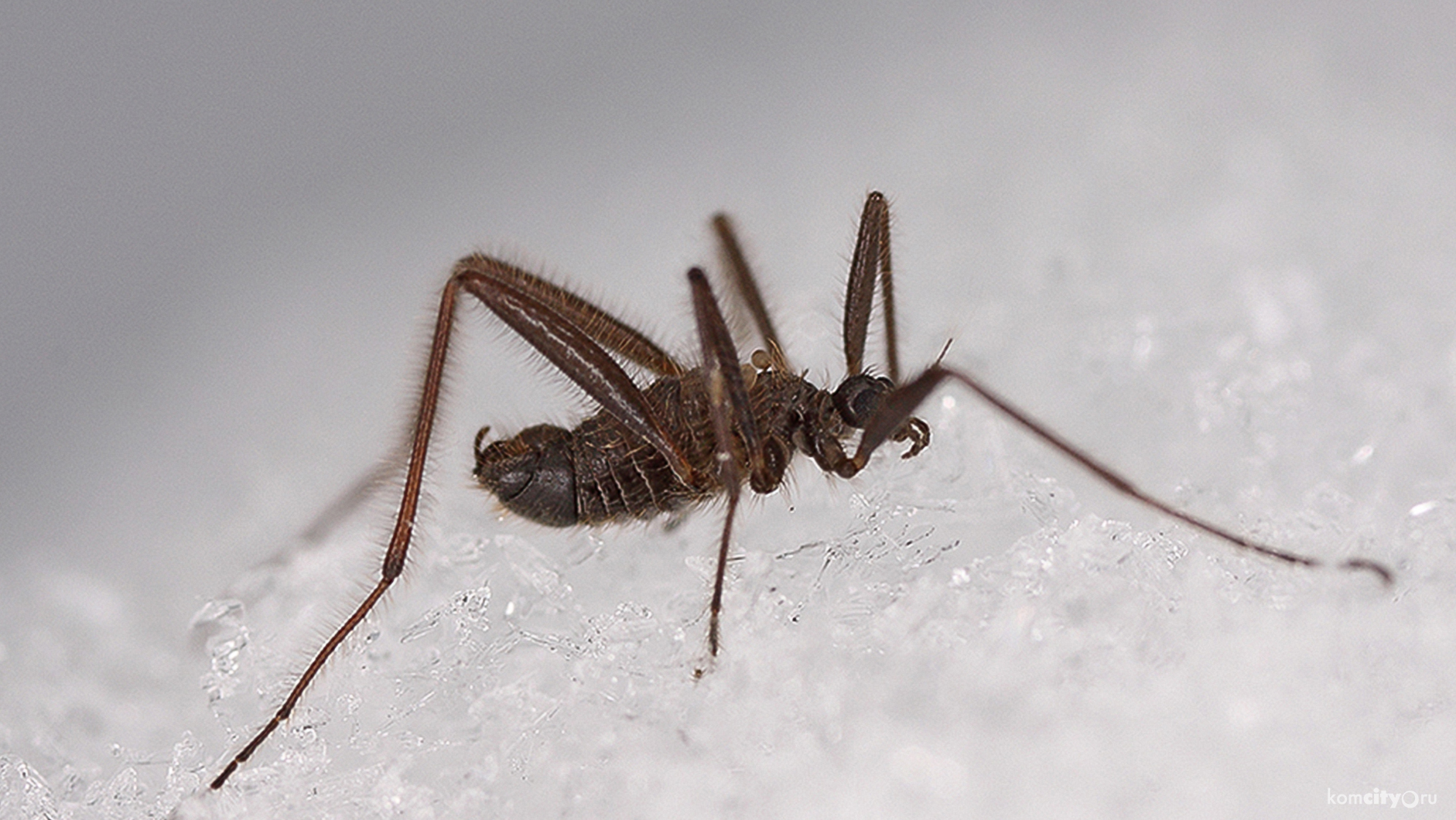 В заповеднике «Комсомольский» обнаружили новый вид зимних комаров