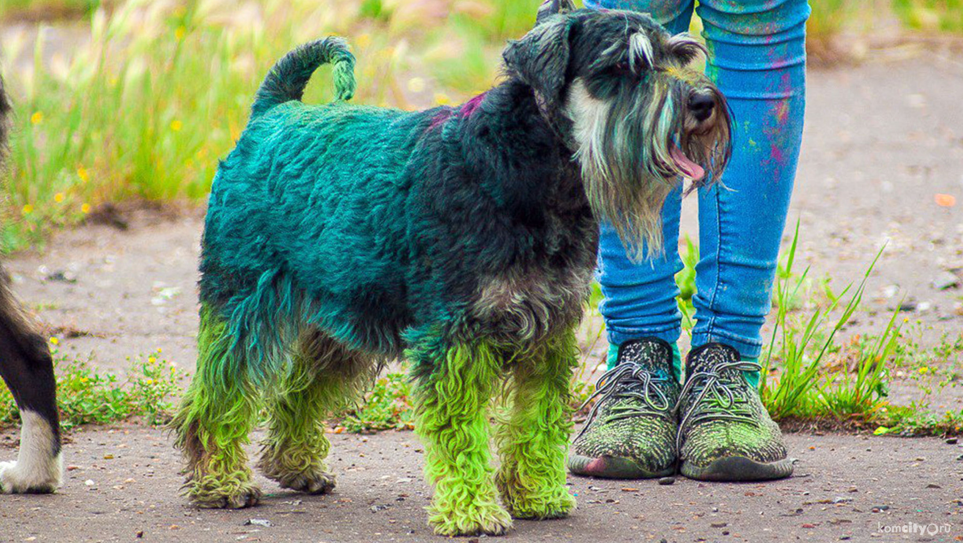 Праздник красок Холли для собак провели в Амурске в День города