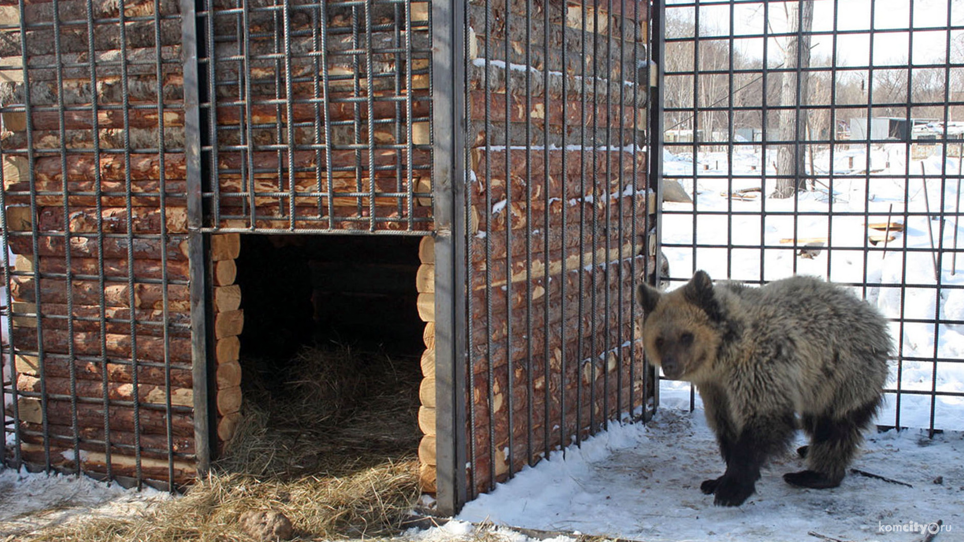 В честь Дня рождения медведицы Маши комсомольчан пустят на новую территорию зооцентра «Питон»