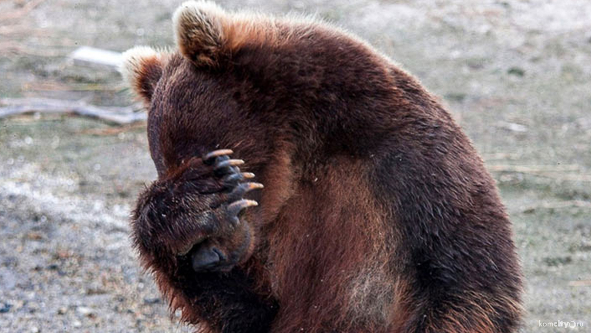 Застреленный агрессивный медведь «ожил» и теперь проходит по делу как добрый медвежонок