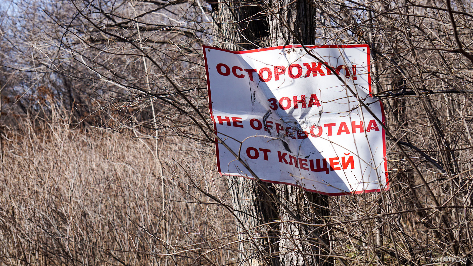 В Хабаровском крае проснулись клещи, но в Комсомольске пока никого не укусили