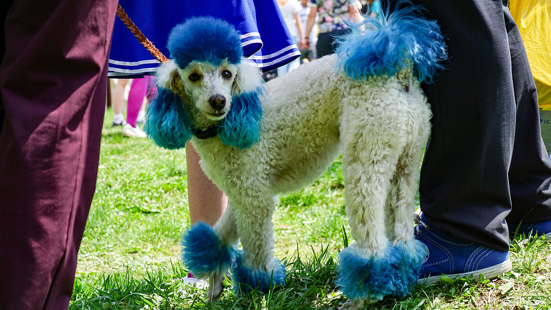 Выставку беспородных собак впервые провели в Силинском парке