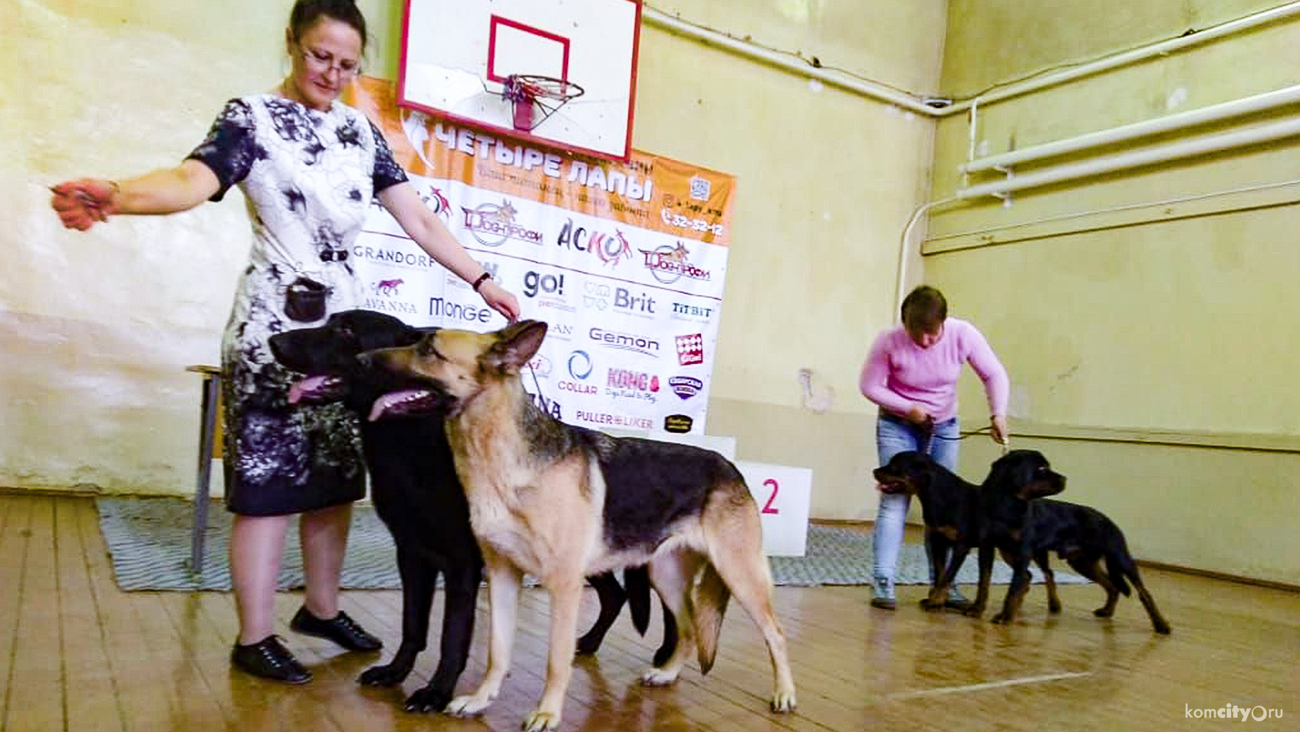 Собаки комсомольске на амуре. На выставке собак. Выставка собак ринг. Пары собак выставка. Выставка собак реклама.