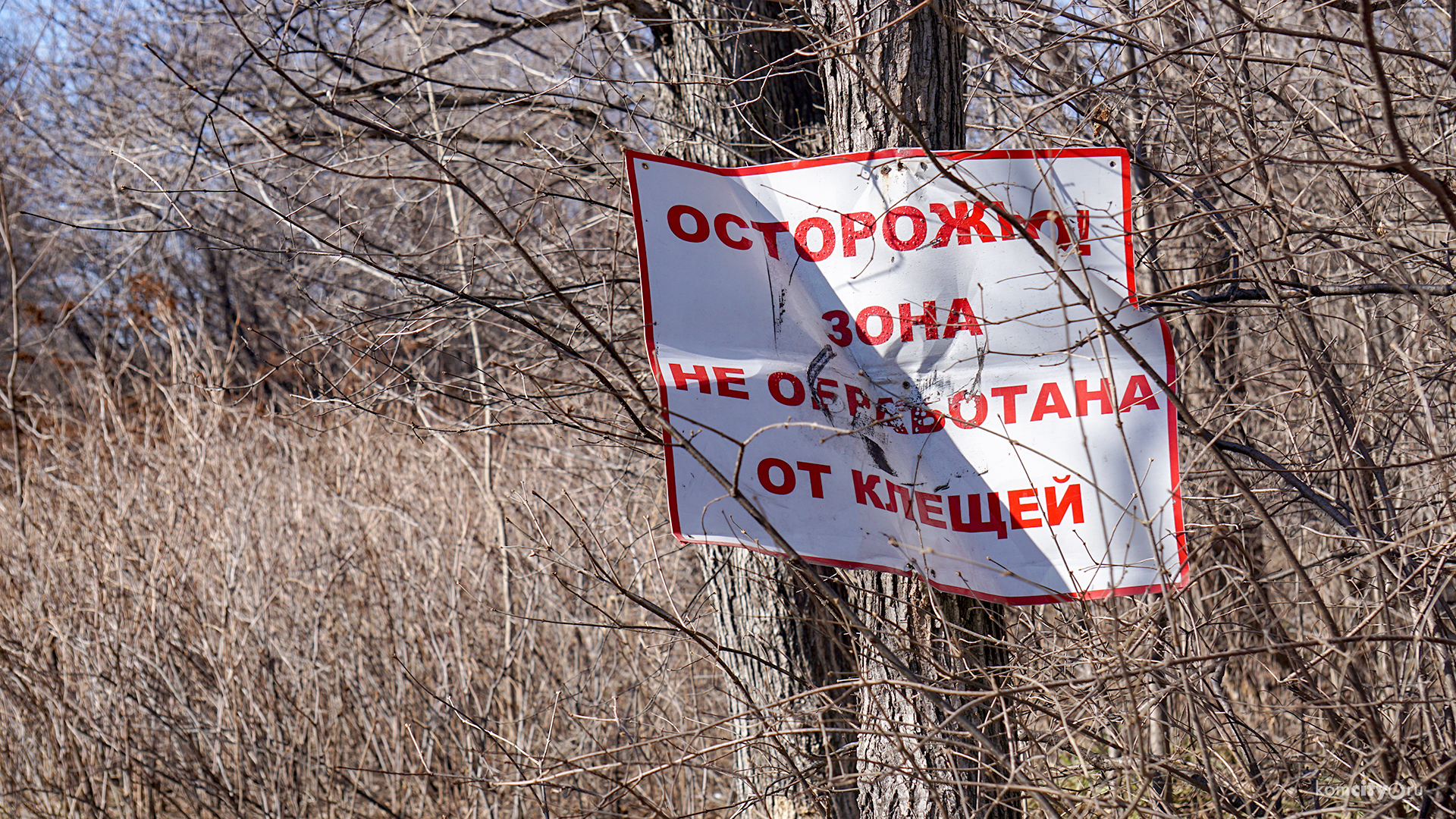 Городские парки начали обрабатывать от клещей