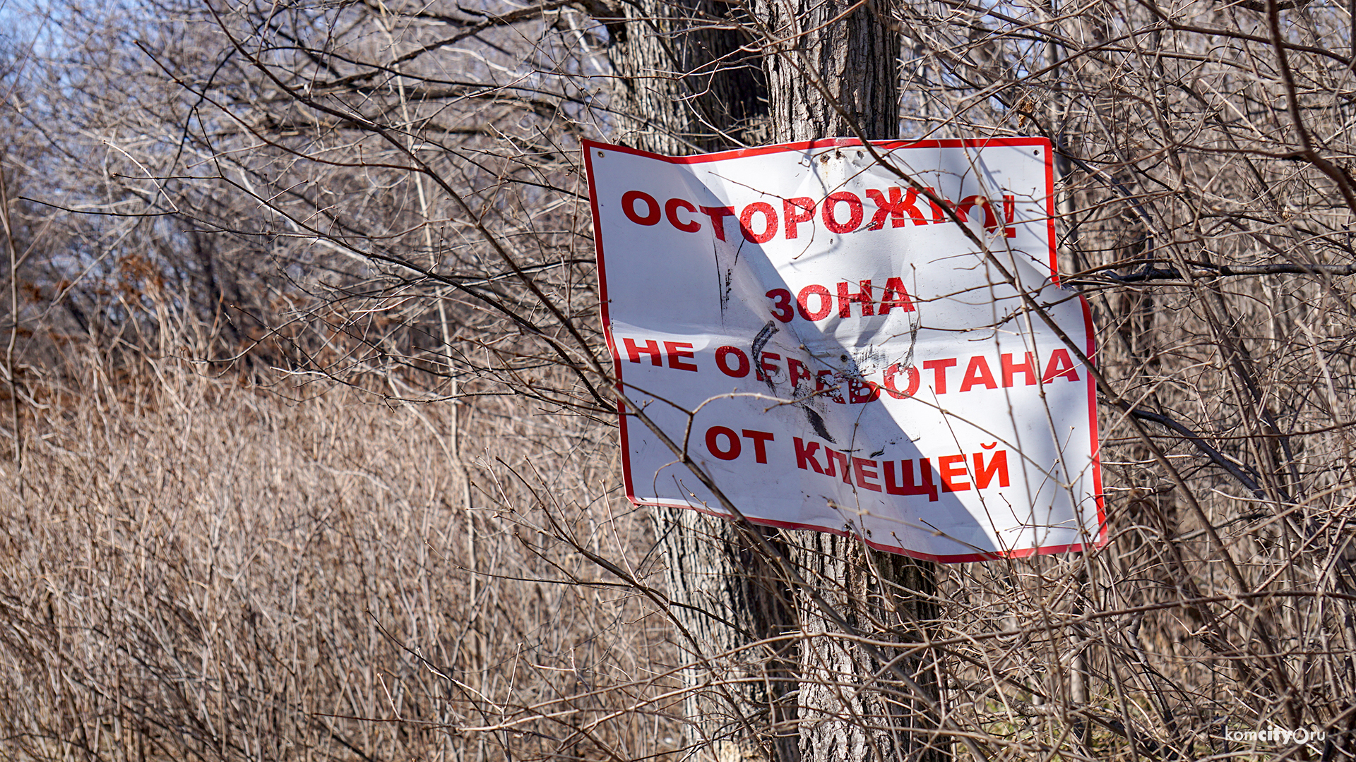 Первые случаи укусов клещей зарегистрированы на прошлой неделе