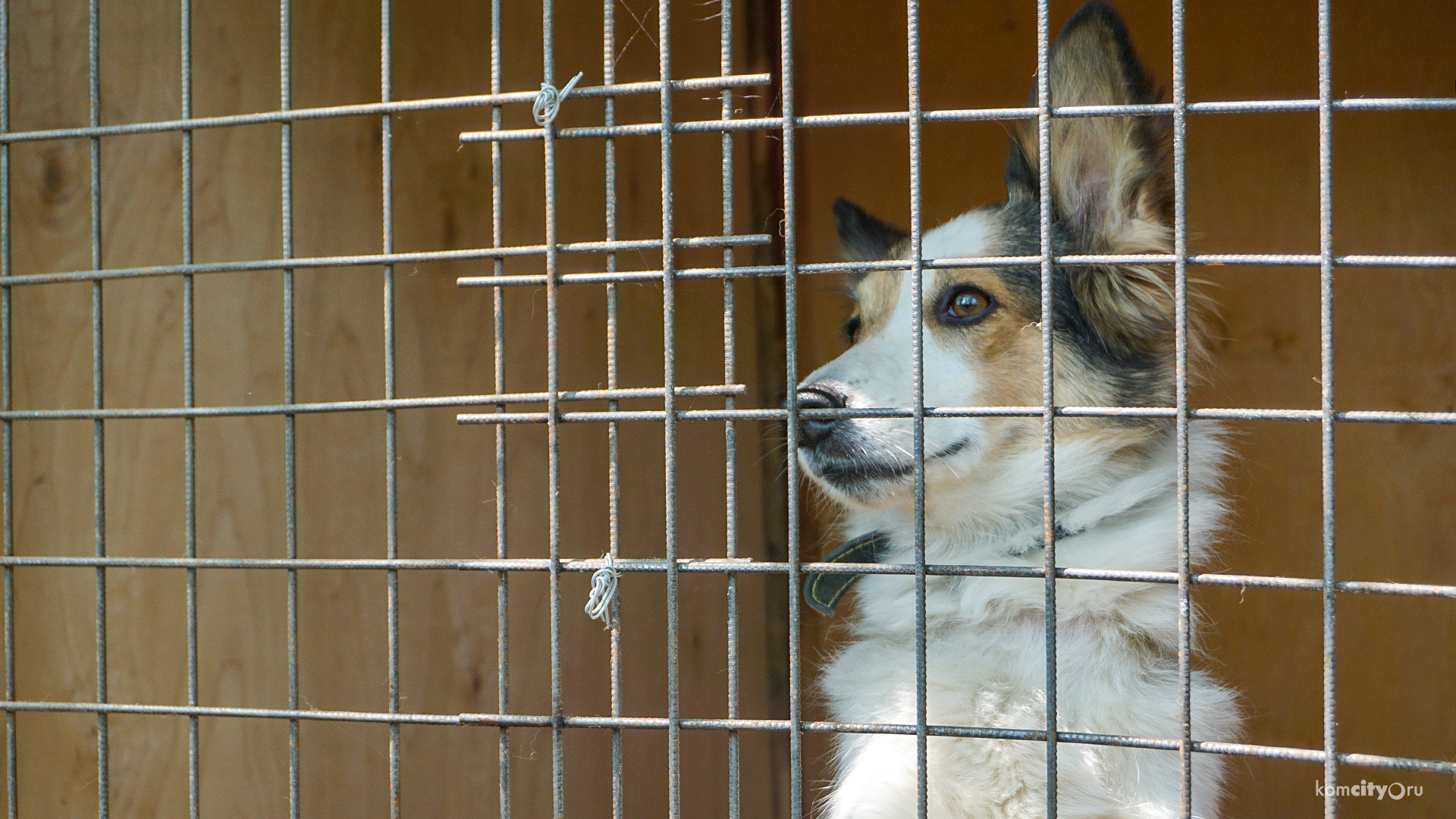 От стерилизации до бирки в ухе: С начала весны в собачьем приюте на Вагонной прошли ветеринарные процедуры около 150-ти собак