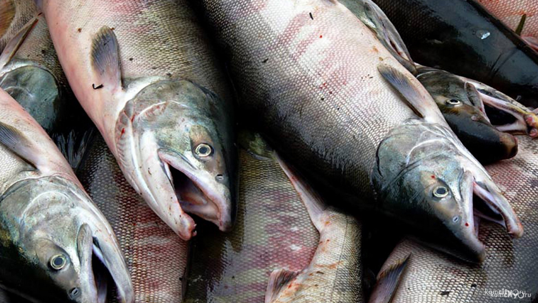 В Хабаровском крае снова ограничат промышленный лов лосося
