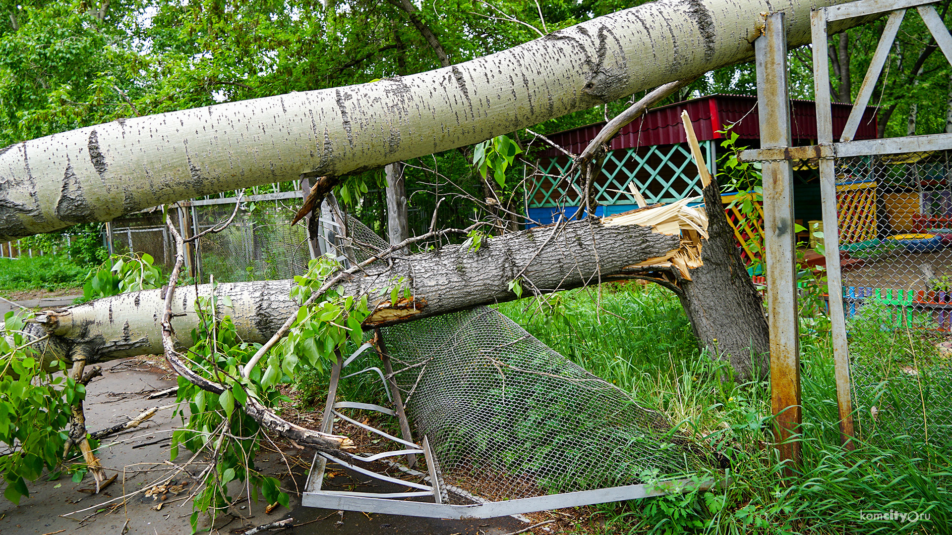 Циклон, последствия: Ветер повалил десятки деревьев в Комсомольске-на-Амуре