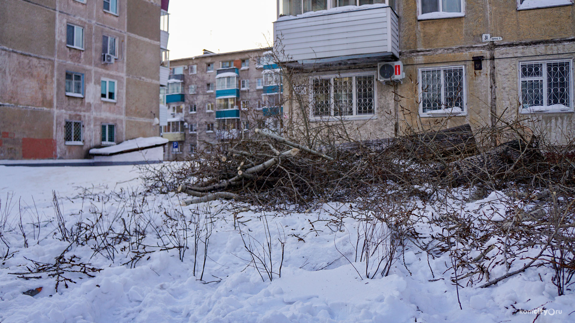 На Первостроителей ради обрезки одного дерева загубили живую изгородь