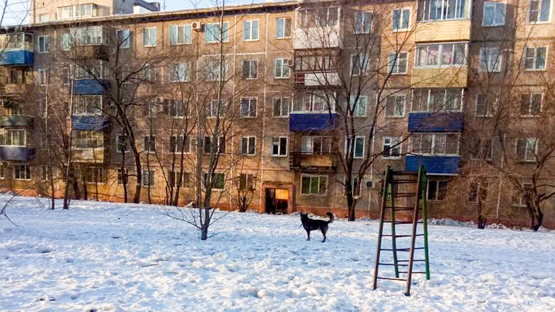 На «Клюшке» бездомная собака покусала ребёнка — власти разводят руками