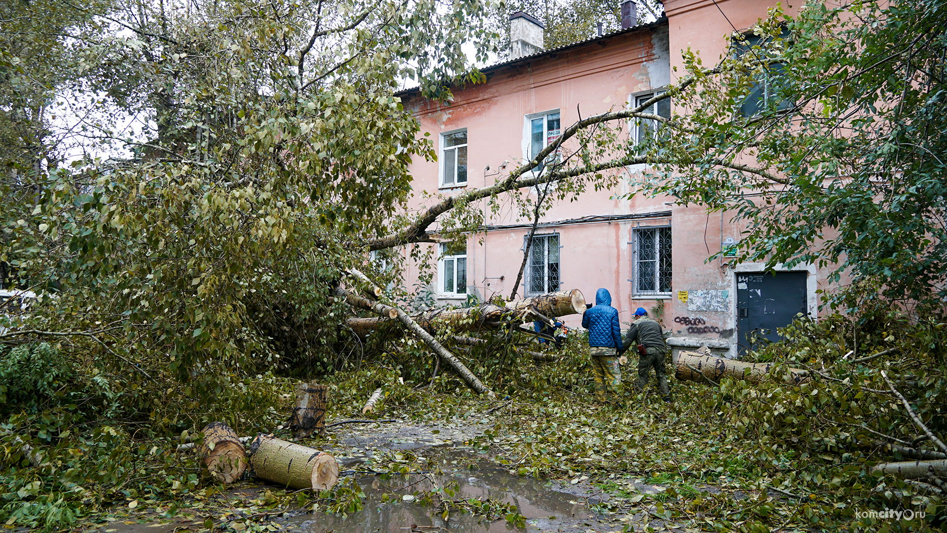 Больше полутора сотен деревьев повалил в Комсомольске Хиннамнор