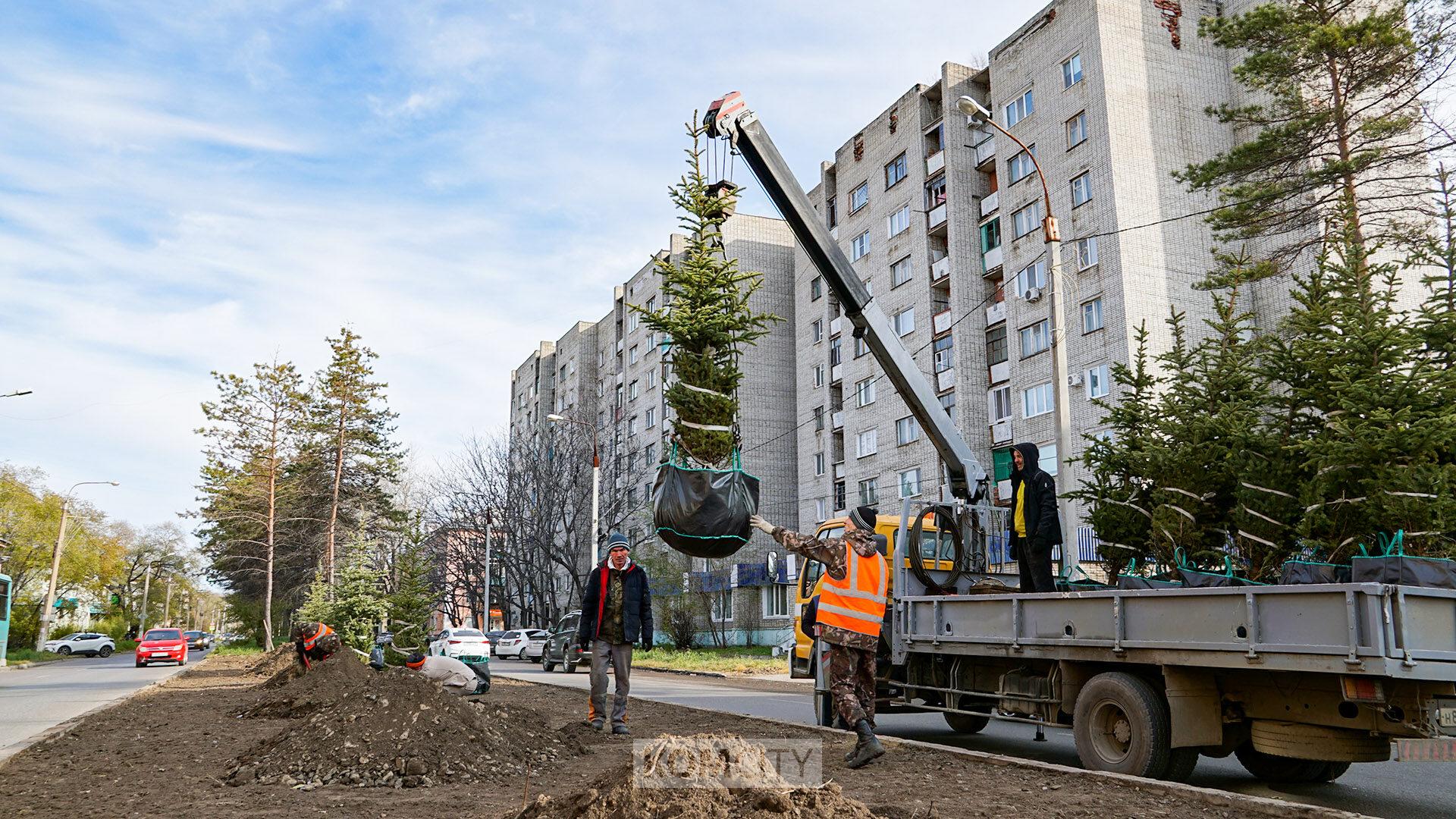 Двадцать взрослых елей высадили на разделительной полосе по Аллее Труда взамен снесённых сосен