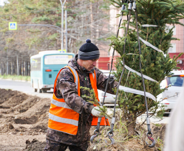 Двадцать взрослых елей высадили на разделительной полосе по Аллее Труда взамен снесённых сосен