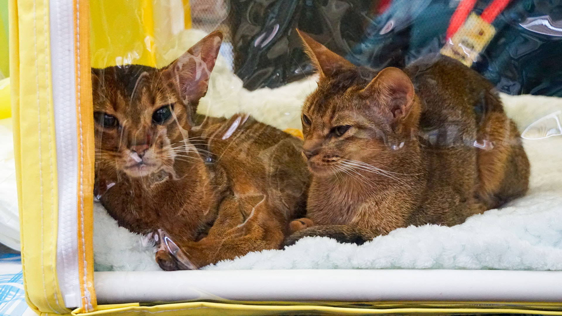 Шестипалых кошек можно увидеть на международной выставке в Художественном музее