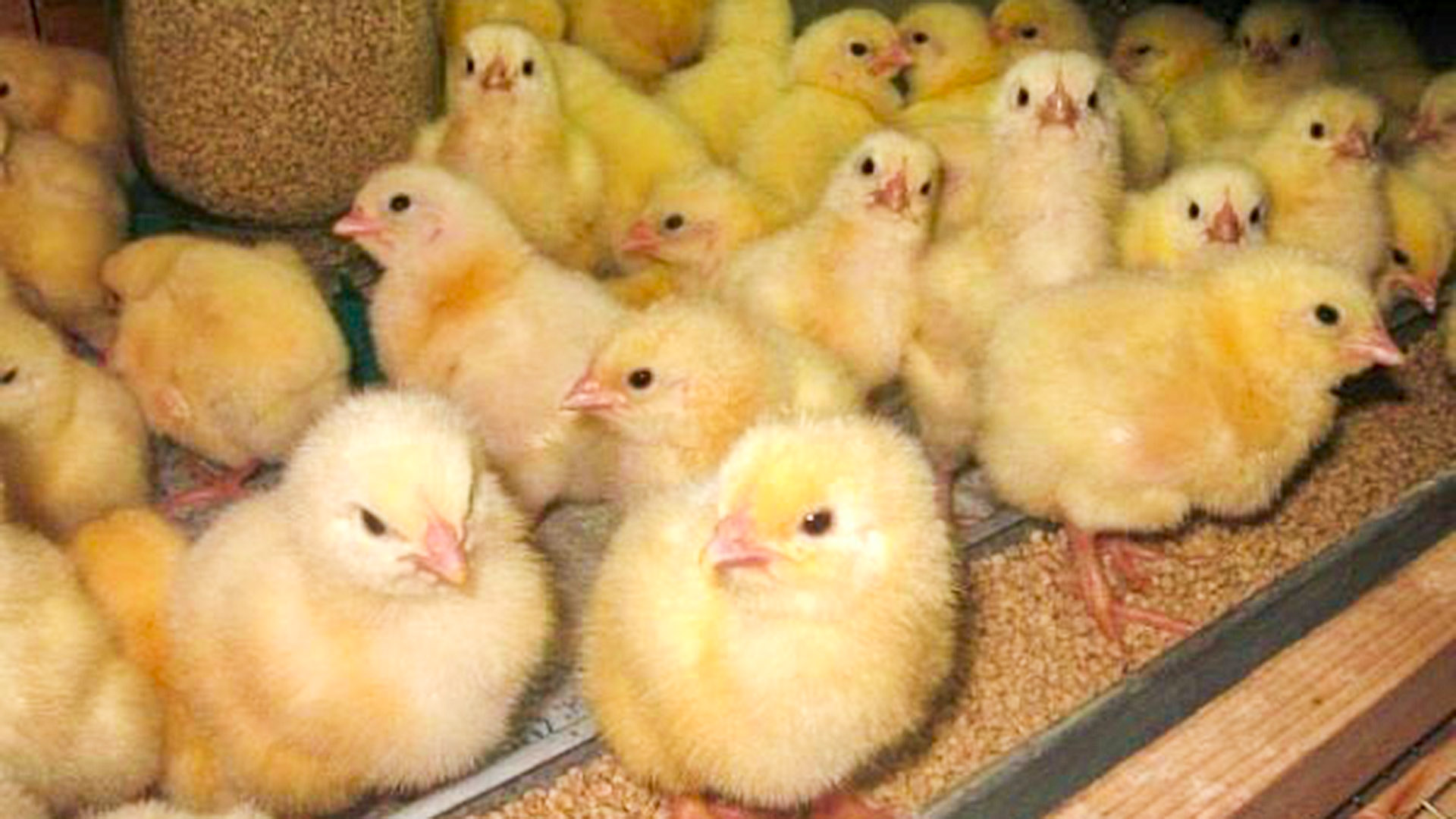 Цыплят для восстановления поголовья на птицефабрике «Комсомольская» вырастят в Хабаровске