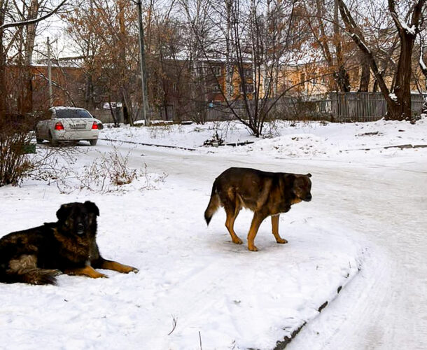 Опасные дворы — комсомольчане бьют тревогу из-за участившихся нападений бездомных собак на детей