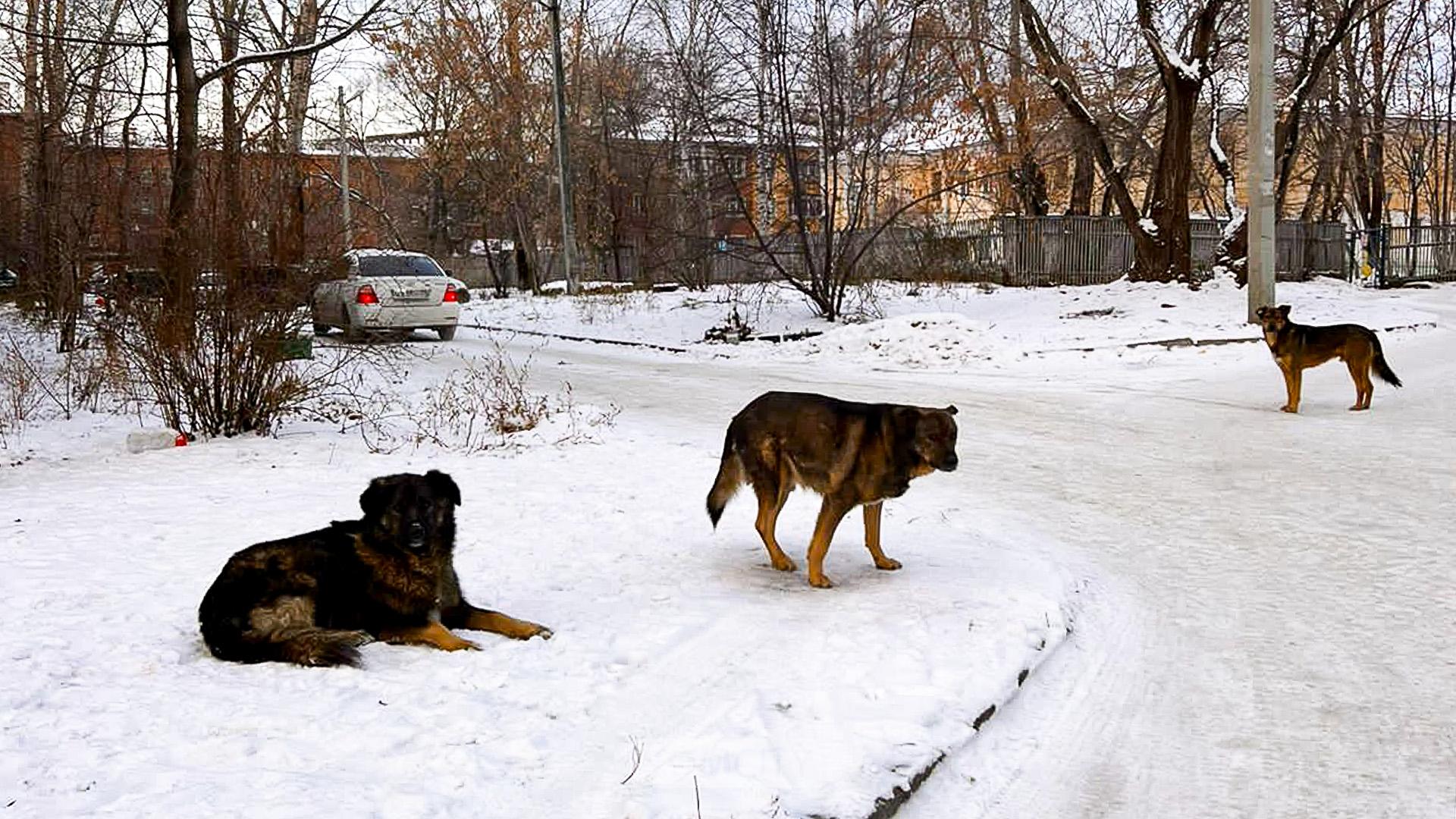 Опасные дворы — комсомольчане бьют тревогу из-за участившихся нападений бездомных собак на детей