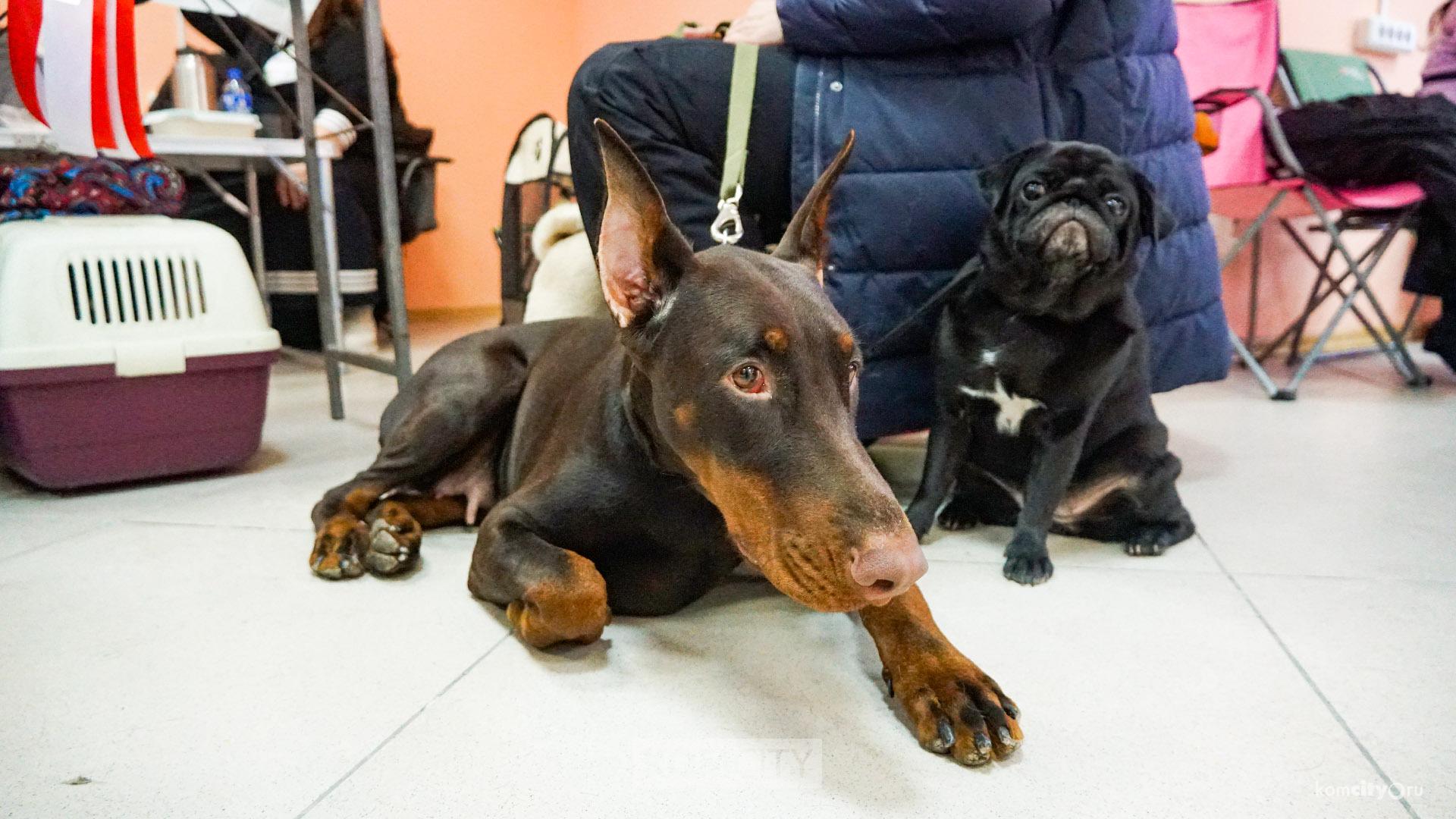Ротвейлер, самоед и овчарка стали лучшими собаками на новогодних выставках в Комсомольске