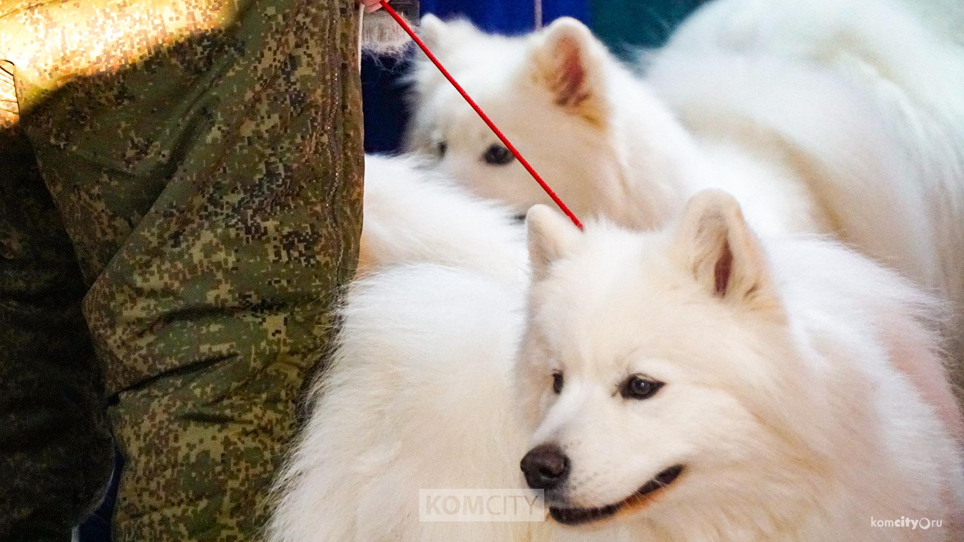 Ротвейлер, самоед и овчарка стали лучшими собаками на новогодних выставках в Комсомольске