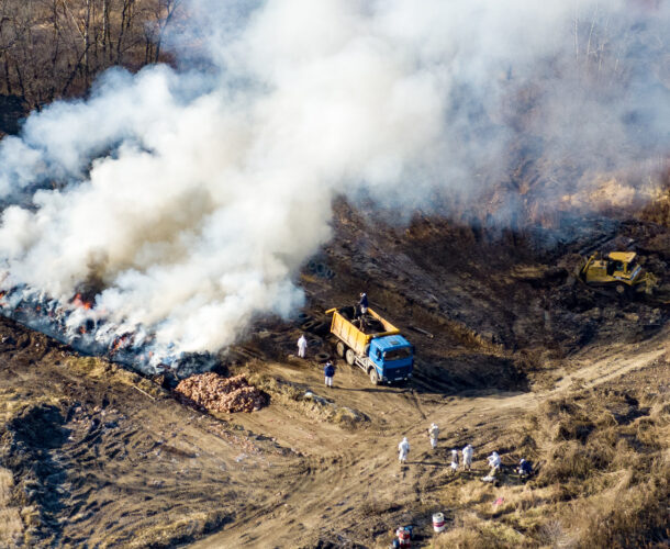 Народные поговорки «Беда не приходит одна» и «Пусти лису в курятник…» на примере комсомольской птицефабрики