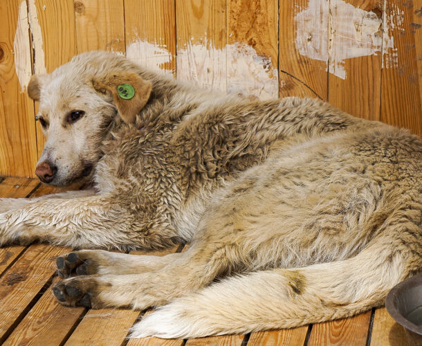 Почти 400 бездомных собак и кошек отловят в Комсомольске до конца года