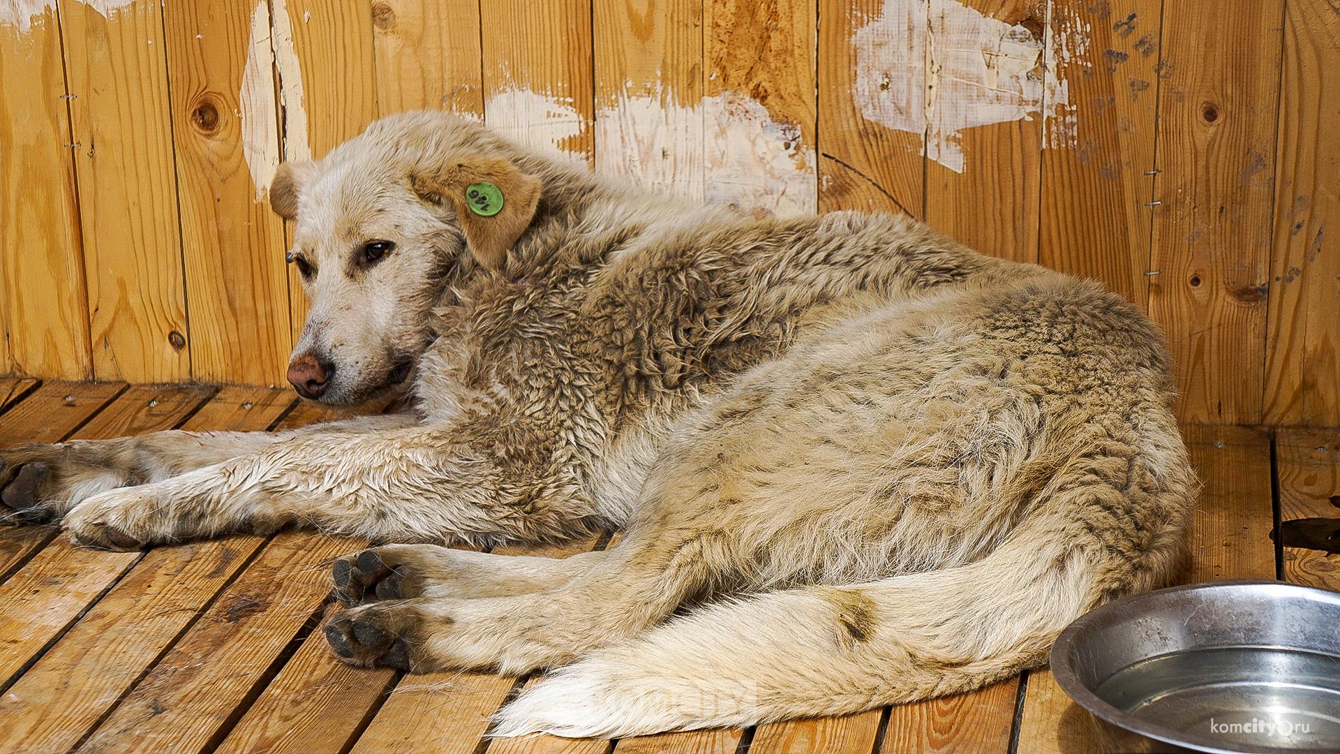 Почти 400 бездомных собак и кошек отловят в Комсомольске до конца года