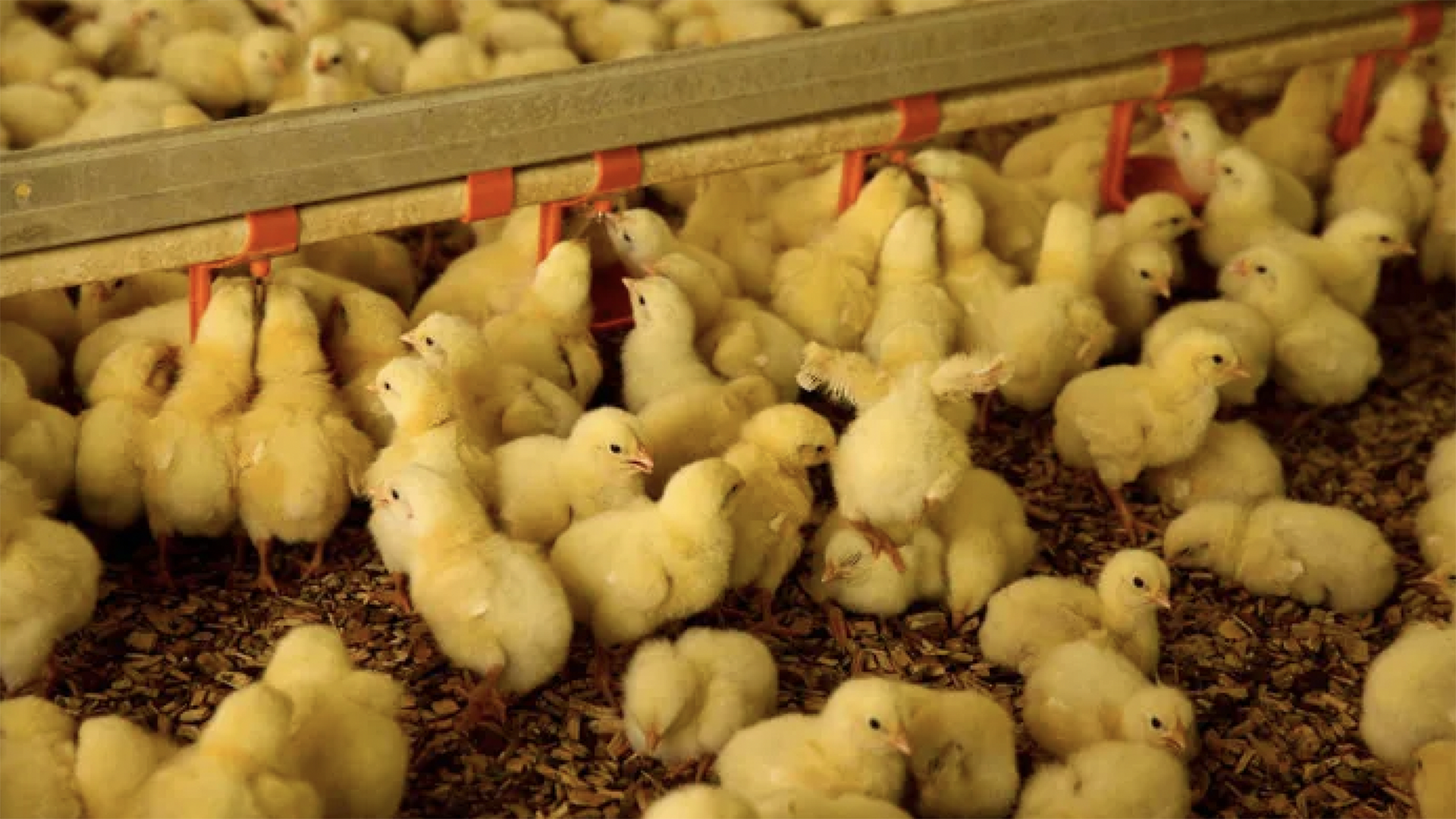 Поголовье Комсомольской птицефабрики полностью восстановят только к концу года