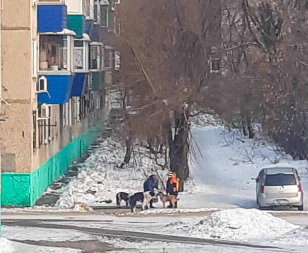 «Пёсий вопрос»: Отловлены семь питомцев «повелителя собак» с Кирова, а часть ранее отловленных псов вернулись к 15-й школе