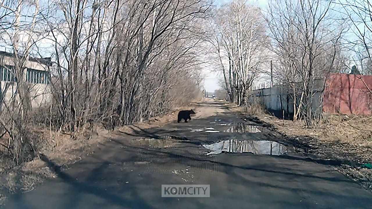 На Амурстали замечен медведь