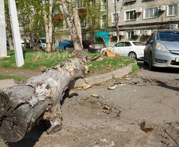 Тополь упал на машину на Аллее Труда