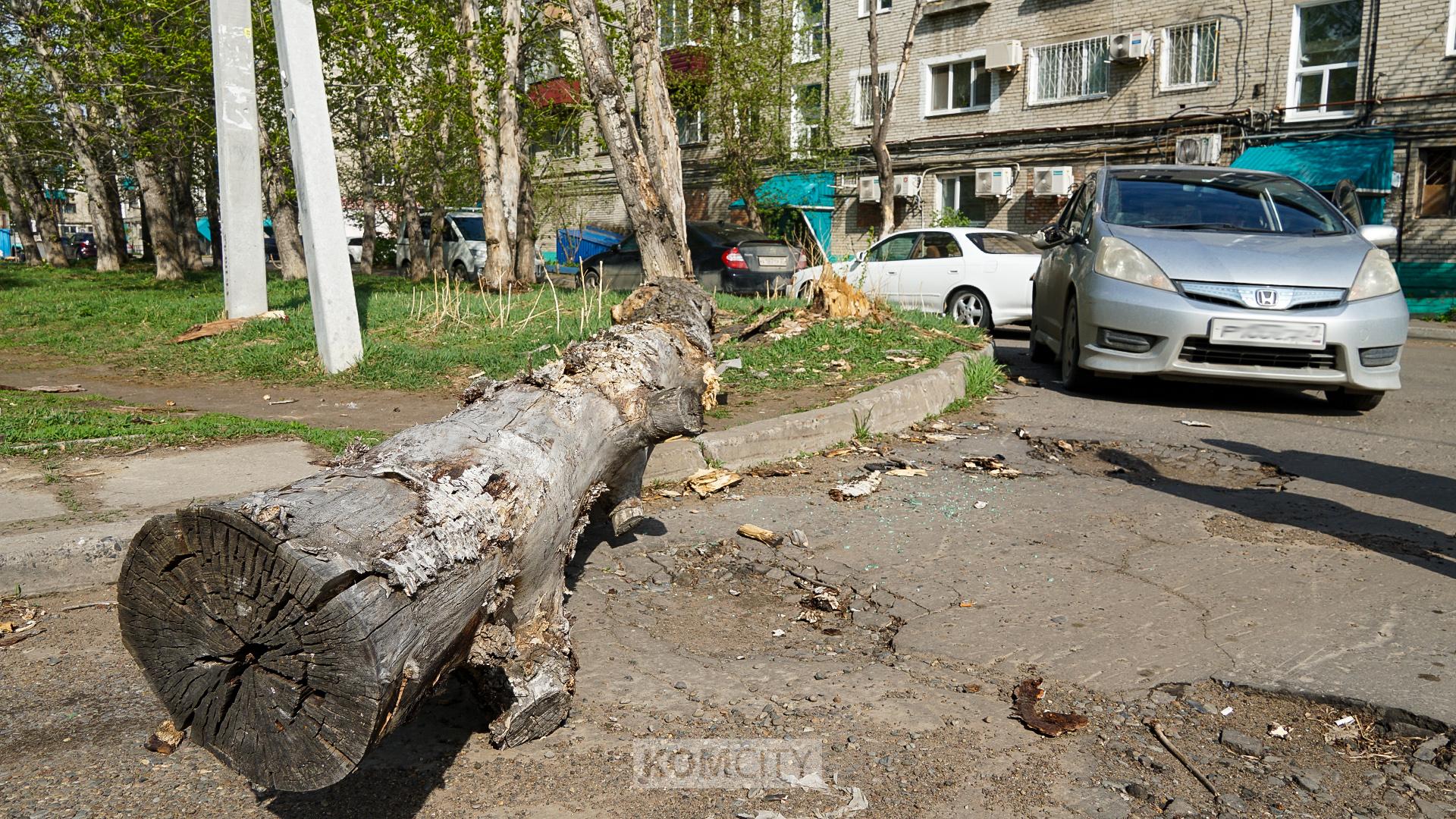 Тополь упал на машину на Аллее Труда