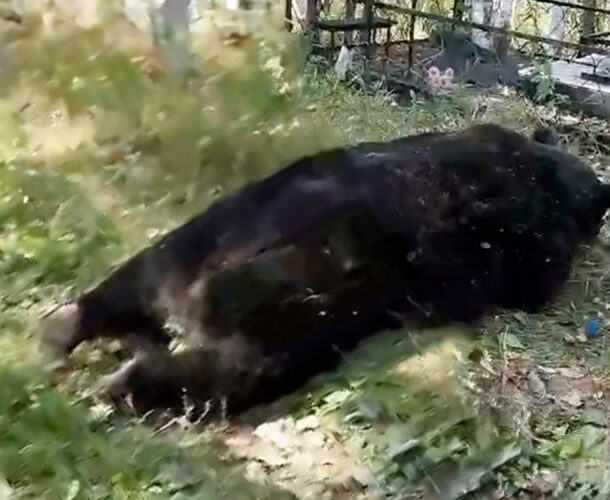 На кладбище Старт уже приступили к «регулированию численности» медведей
