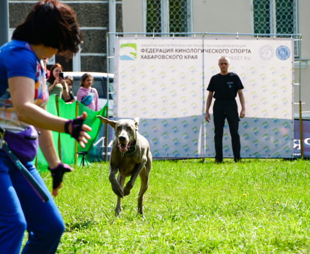 Самых быстрых собак определили в Комсомольске