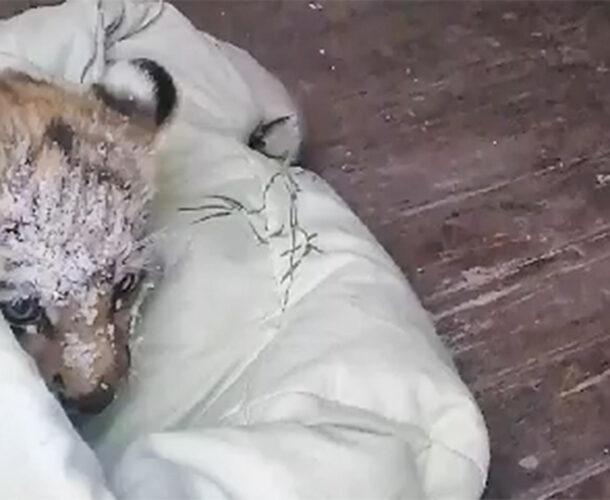 Найденного на трассе тигрёнка осмотрели комсомольские ветеринары и отправили в Хабаровск