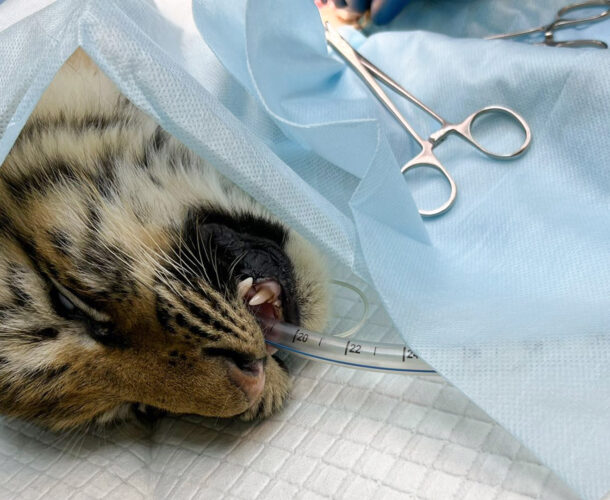 Найденного под Вознесенским тигрёнка прооперировали в Хабаровске