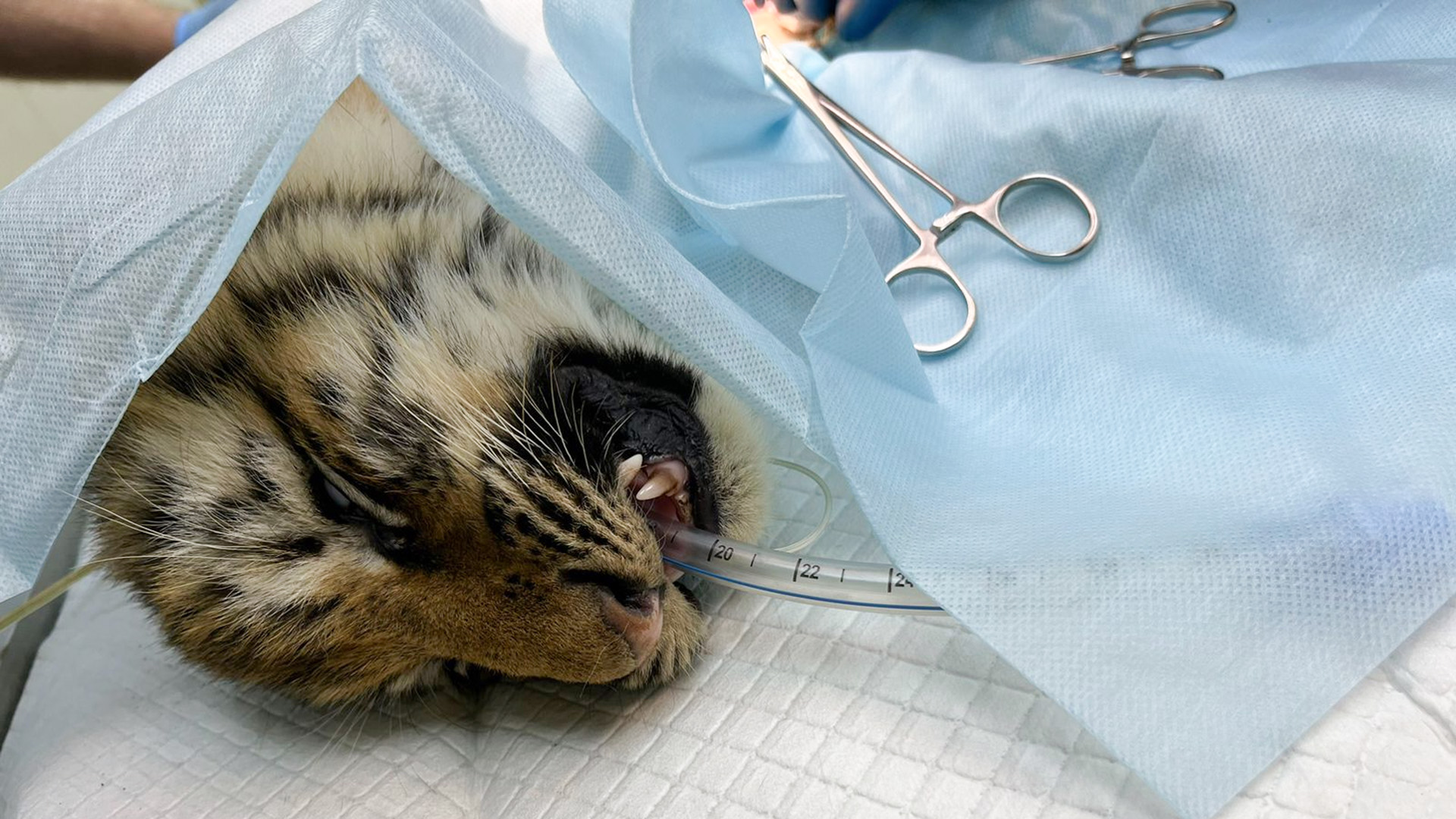 Найденного под Вознесенским тигрёнка прооперировали в Хабаровске