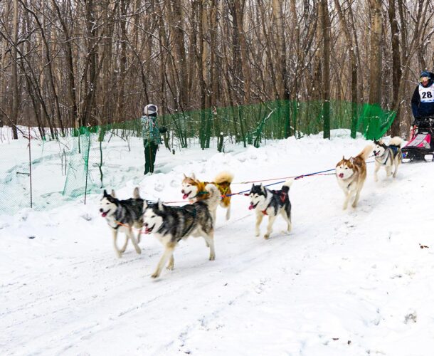 Гонки на собаках пройдут в Комсомольске через неделю