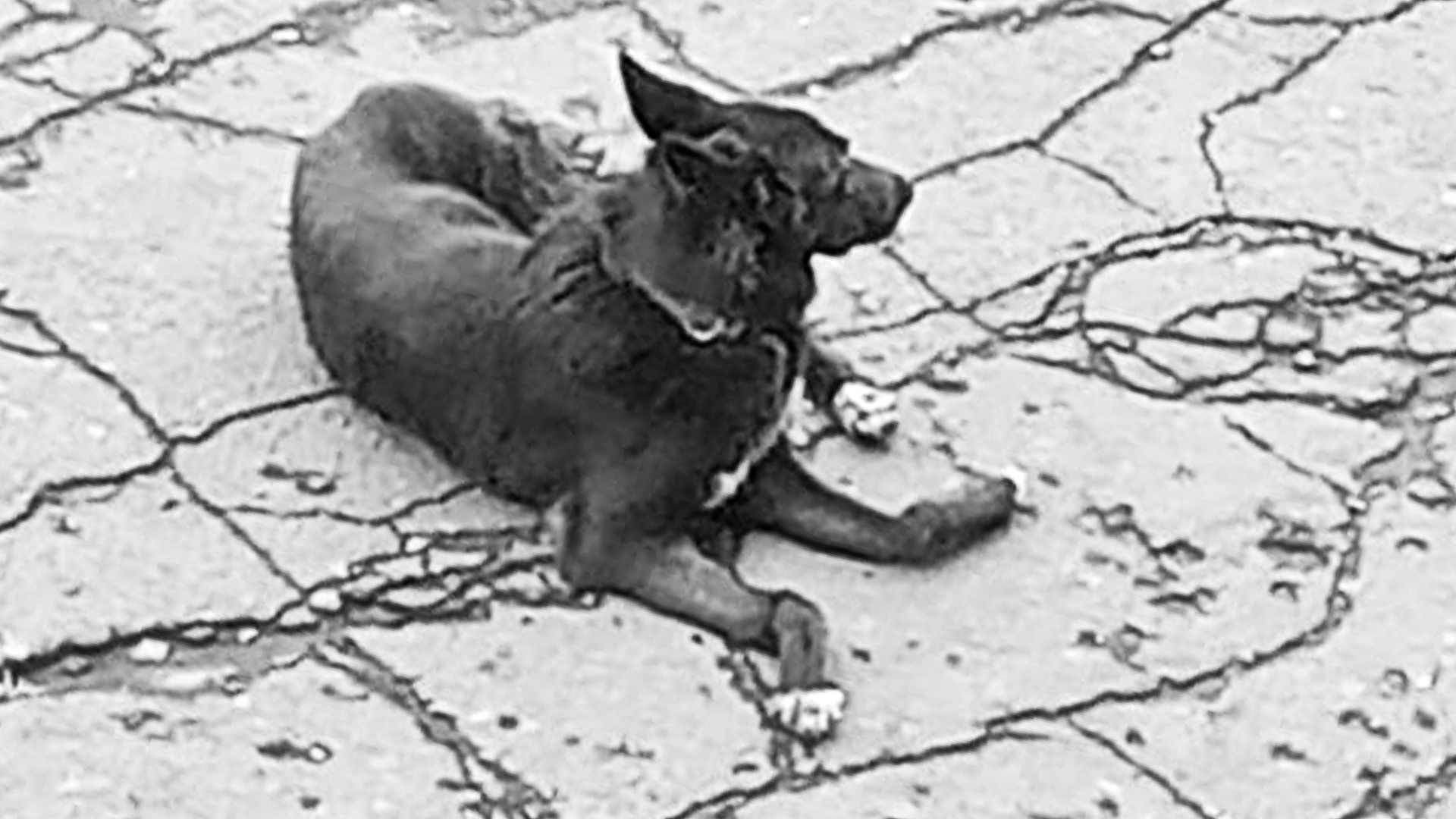 В отношении комсомольчанина, выкинувшего свою собаку с пятого этажа, возбуждено уголовное по живодёрской статье 