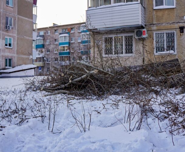 Вопросы по сносу и обрезке деревьев в Комсомольске можно задать сегодня по телефону «горячей линии»